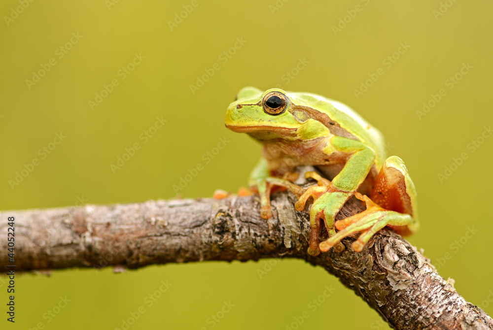Portrait of Frog Portrait of Frog