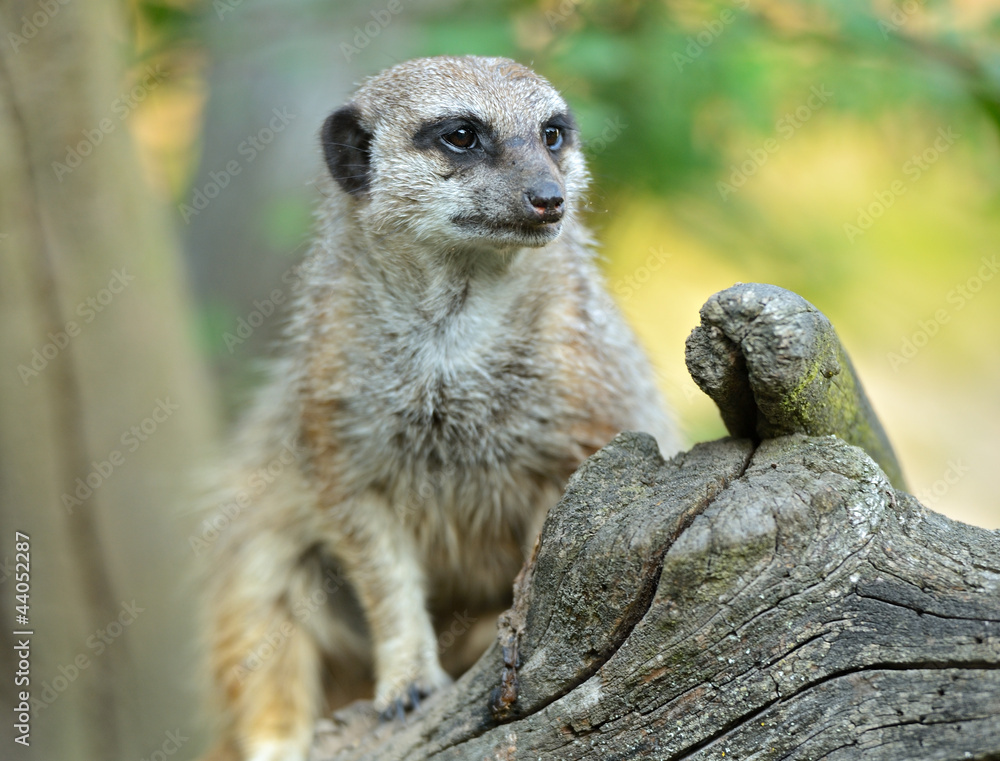 Fototapeta premium Suricata