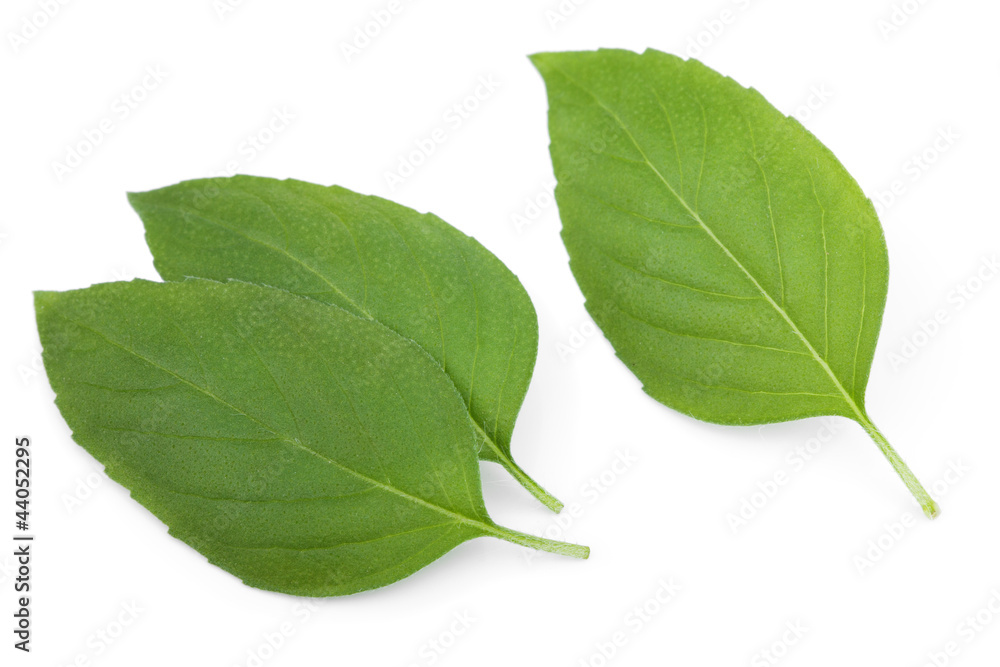 Obraz premium Green leaves on white