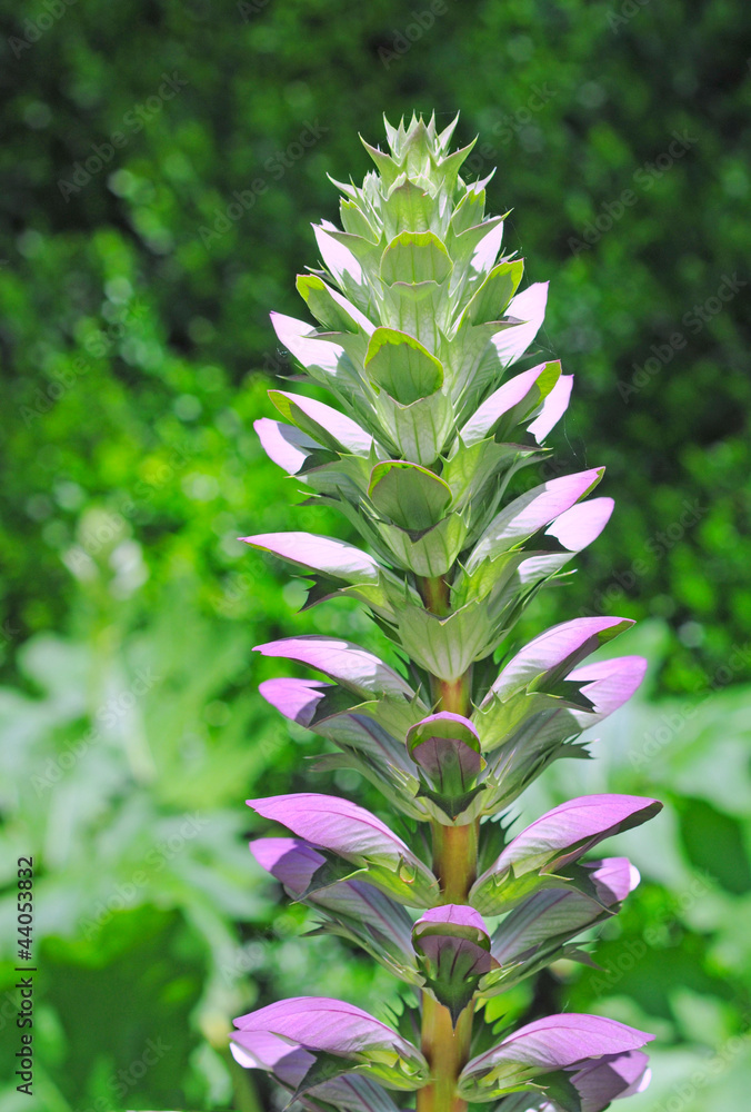 Acanthus mollis (acanthacea) plant and flower Acanthus mollis (acanthacea) plant and flower