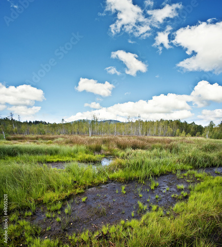 peat bog - the national park Sumava Europe