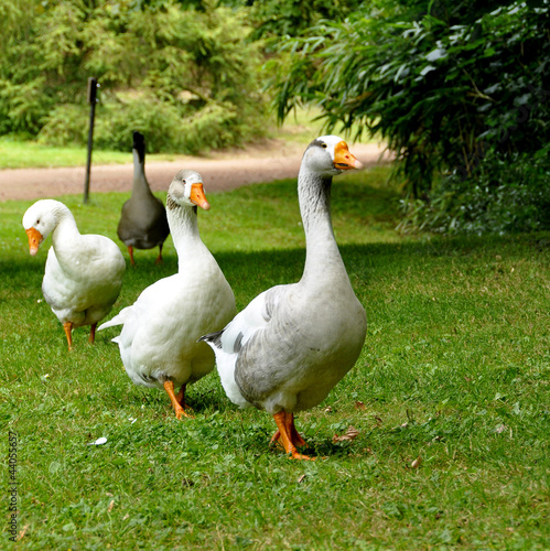 Fotografie Des oies marchent en ligne