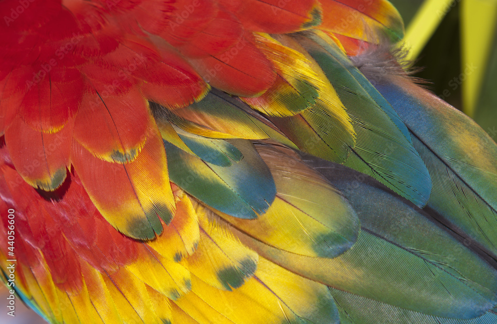 Fototapeta premium Ala de guacamayo escarlata (ara macao)