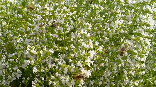 Wildbienen