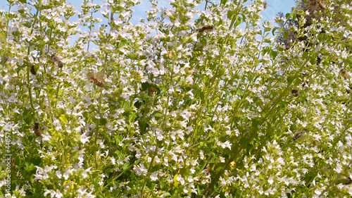 Wildbienen