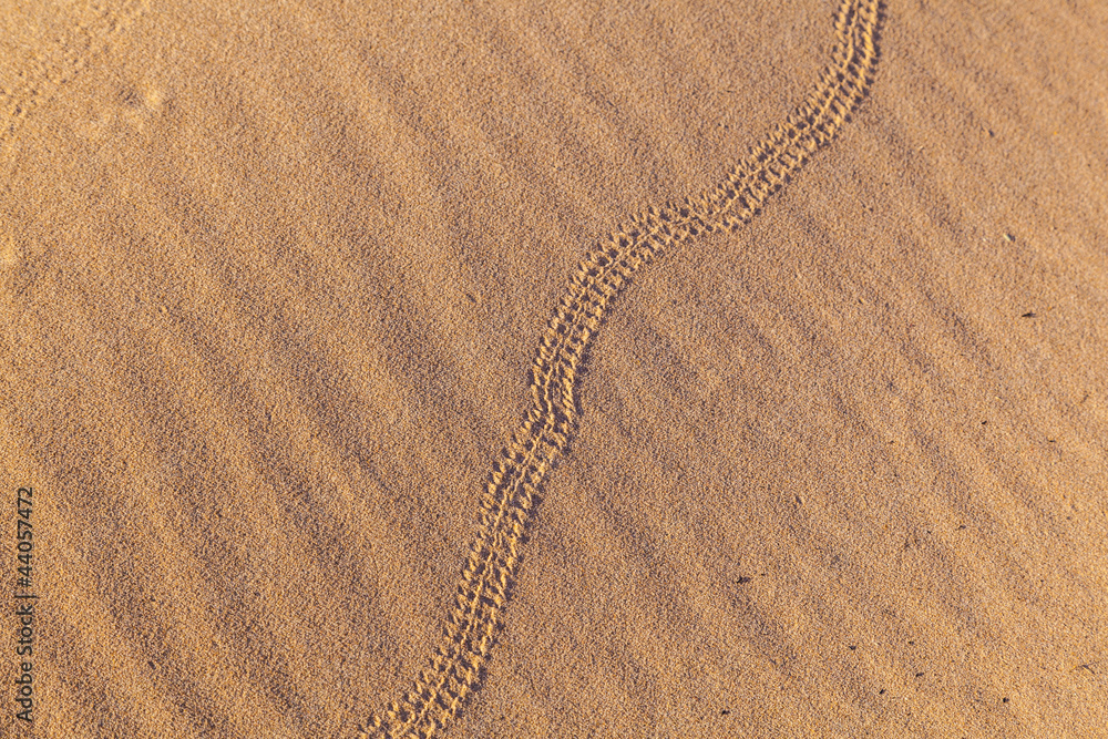 Fototapeta premium mark of snake in sand dune in the desert