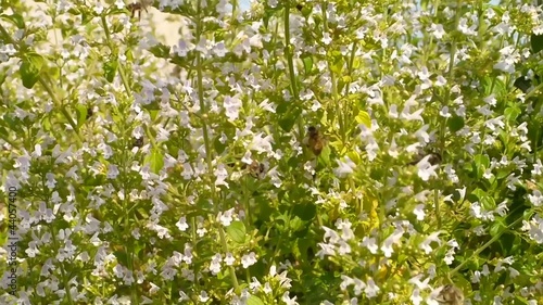 Bienen