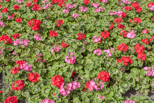 Fototapeta Naklejka Na Ścianę i Meble -  Geranium Bedding
