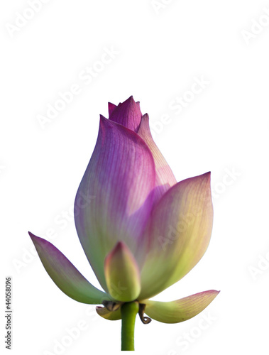 isolated lotus flower bud