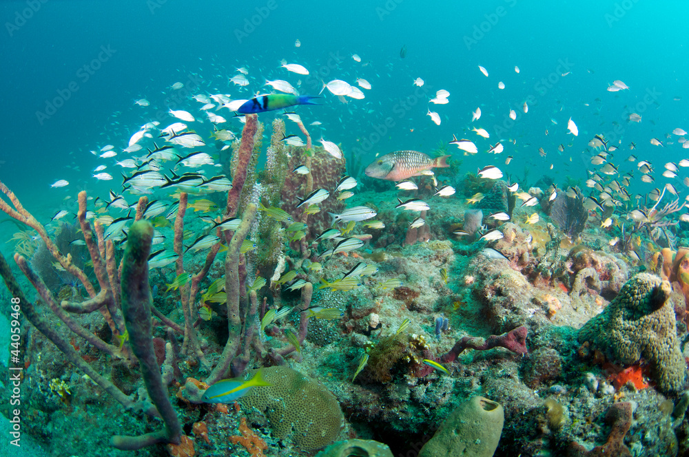 Fototapeta premium Juvenile Cotonwick Grunts swimming on a reef