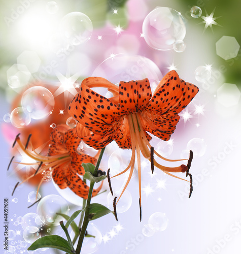 The decorative garden orange lily