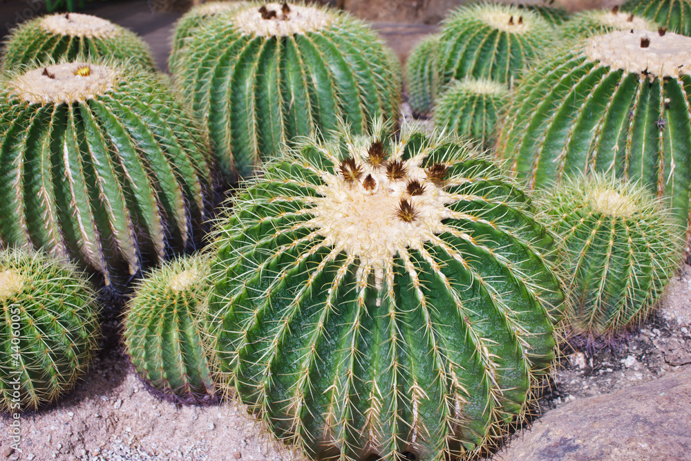 Echinocactus grusonii - thai cactuses plant - Golden Ball. Echinocactus grusonii - thai cactuses plant - Golden Ball.