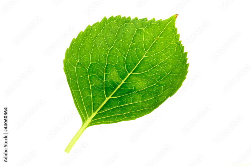 Obraz premium 葉
