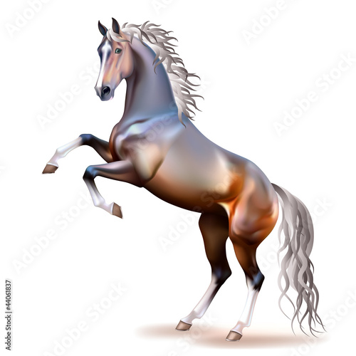 Vector photo-realistic bay horse rearing up isolated