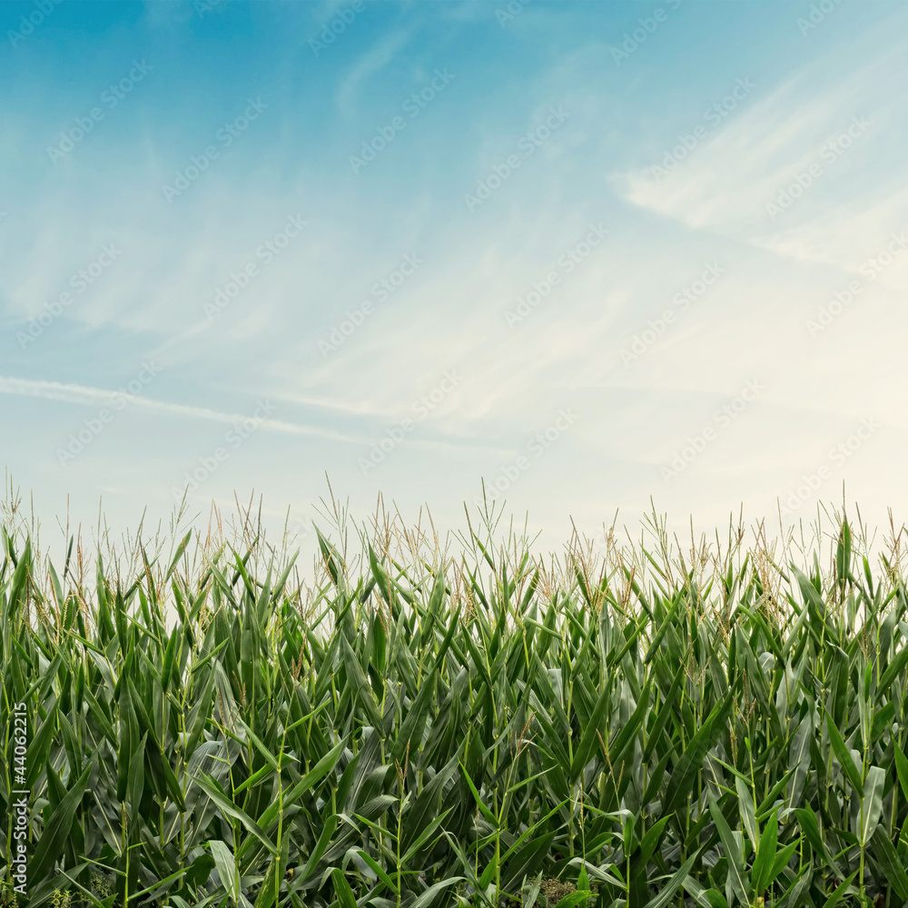Obraz premium Corn Field on Cloudy Sky