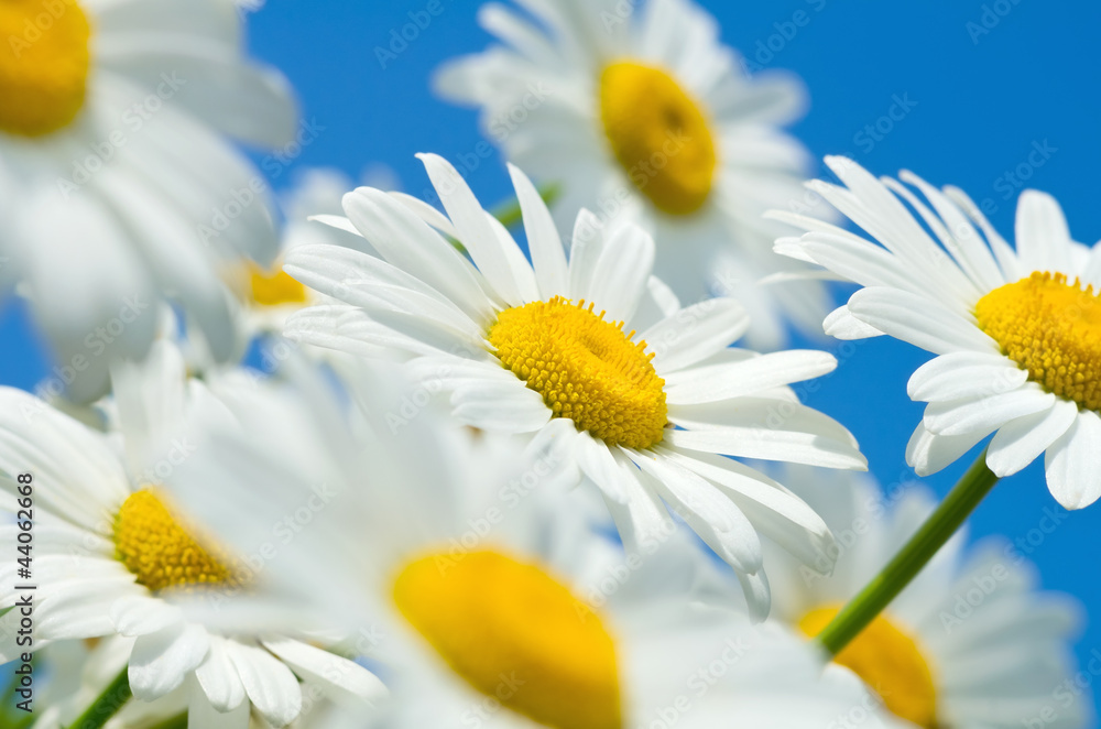 Fototapeta premium Beautiful daisy close-up