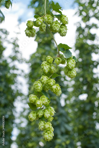 hop cones - raw material for beer production