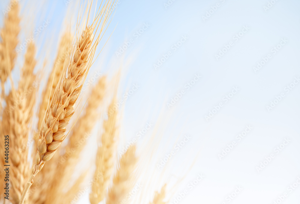 wheat ears in the farm wheat ears in the farm