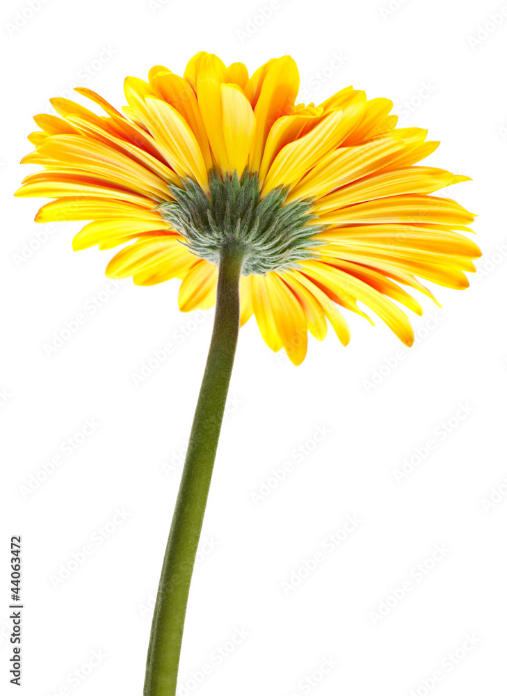 Naklejka premium Orange gerbera