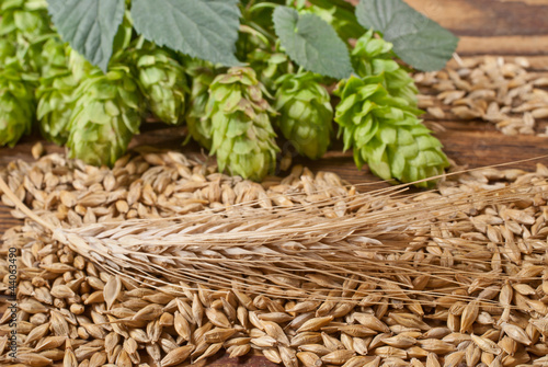 barley with hop cones
