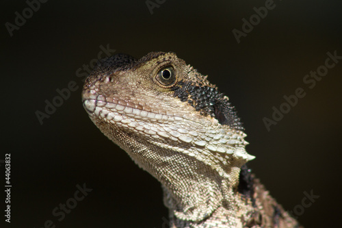 Australian Water Dragon