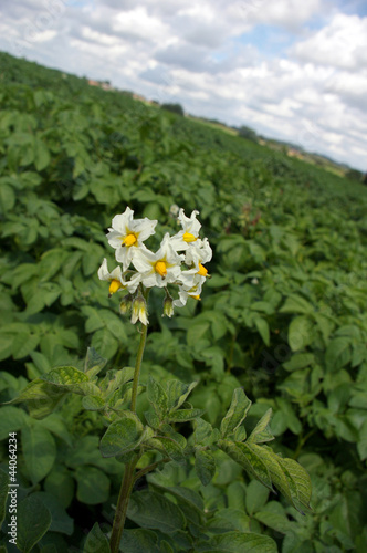 Fleur de pomme de terre.