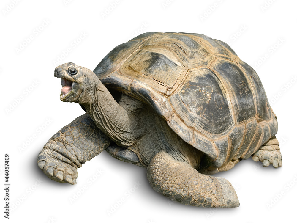 Fototapeta premium Tierportrait einer Riesenschildkröte