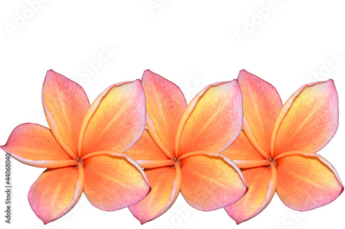 Two tone plumeria flower on white background.