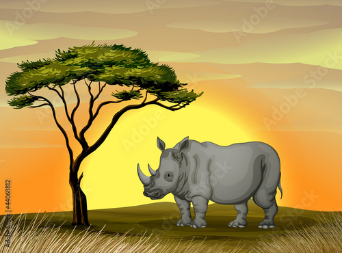 Rhinoceros under a tree
