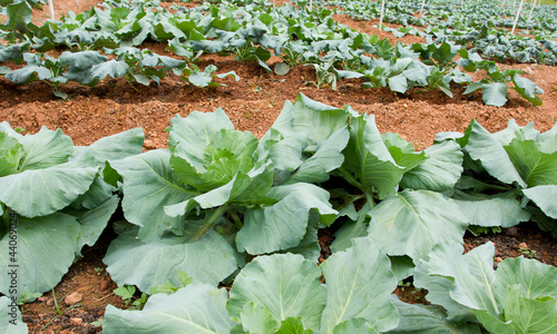 Growing Chinese kale in the vegetable garden