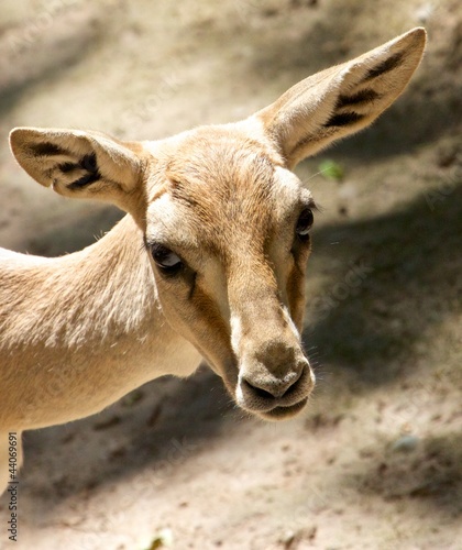 Young goitered gazelle looking suspicious