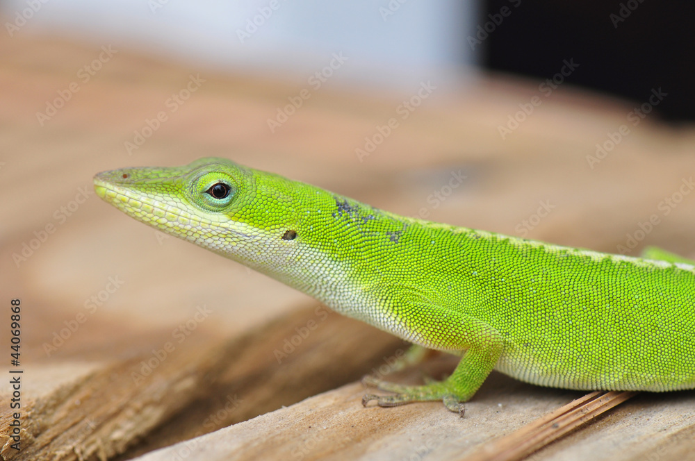 Carolina Anole Lizard