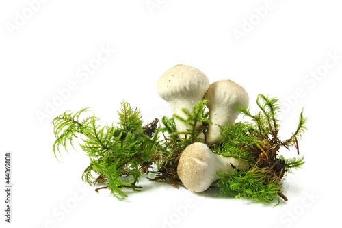 Mushroom - common puffball, isolated