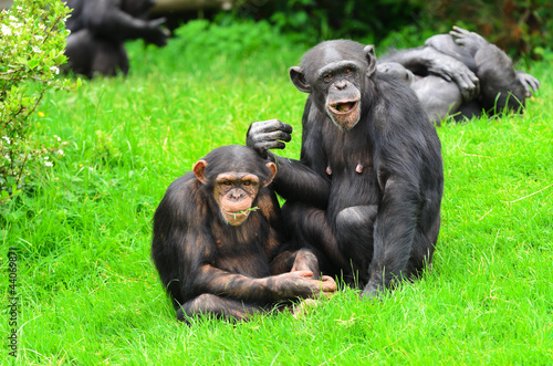 Chimpanzee © Stephen Meese