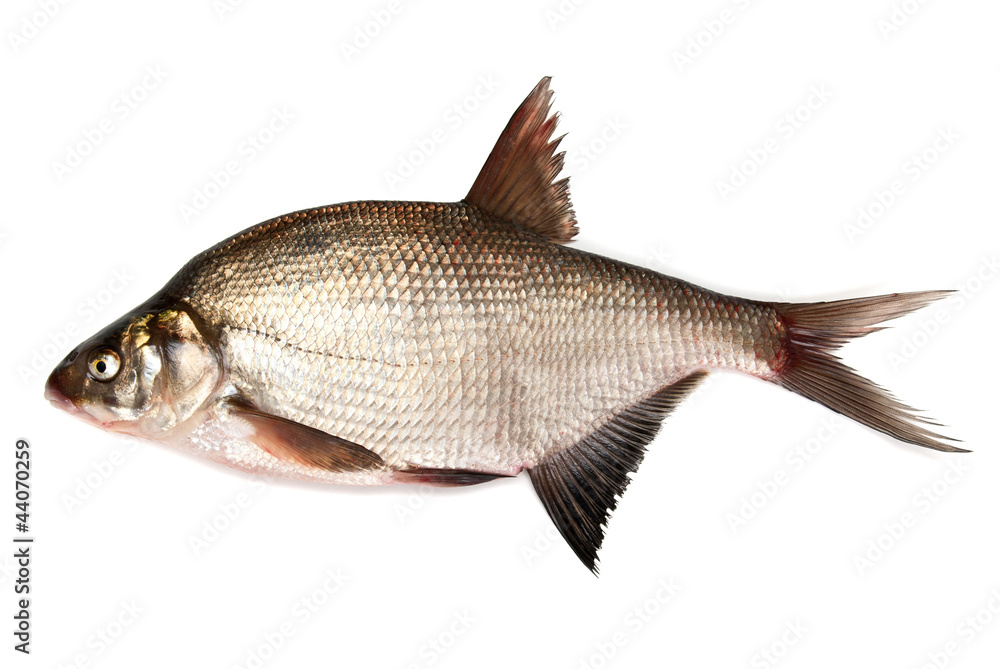 Fresh bream fish on a white background Fresh bream fish on a white background