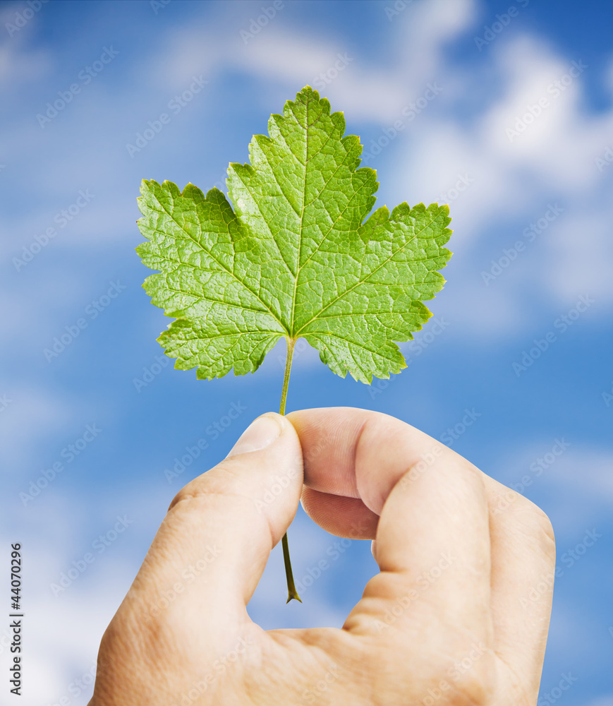 Fresh green leaf in hand, blue sky on background Fresh green leaf in hand, blue sky on background