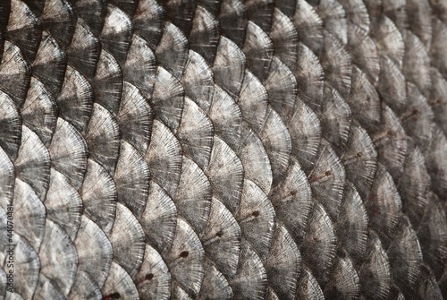 Fish scales background