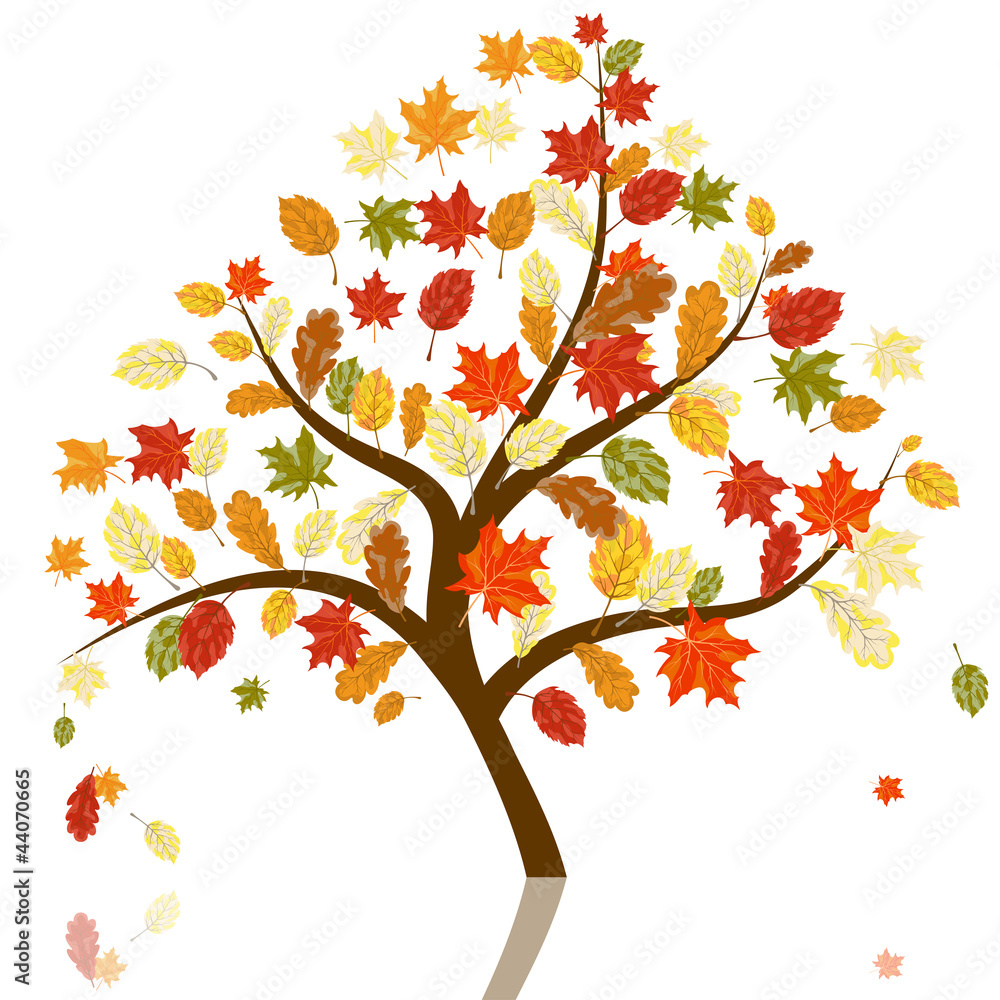 Fototapeta premium Autumn maples