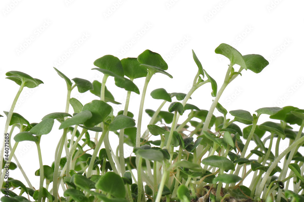 Chia Sprouts Chia Sprouts