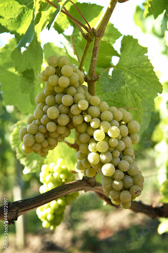 Wallpaper Mural White grapes in the vineyard Torontodigital.ca