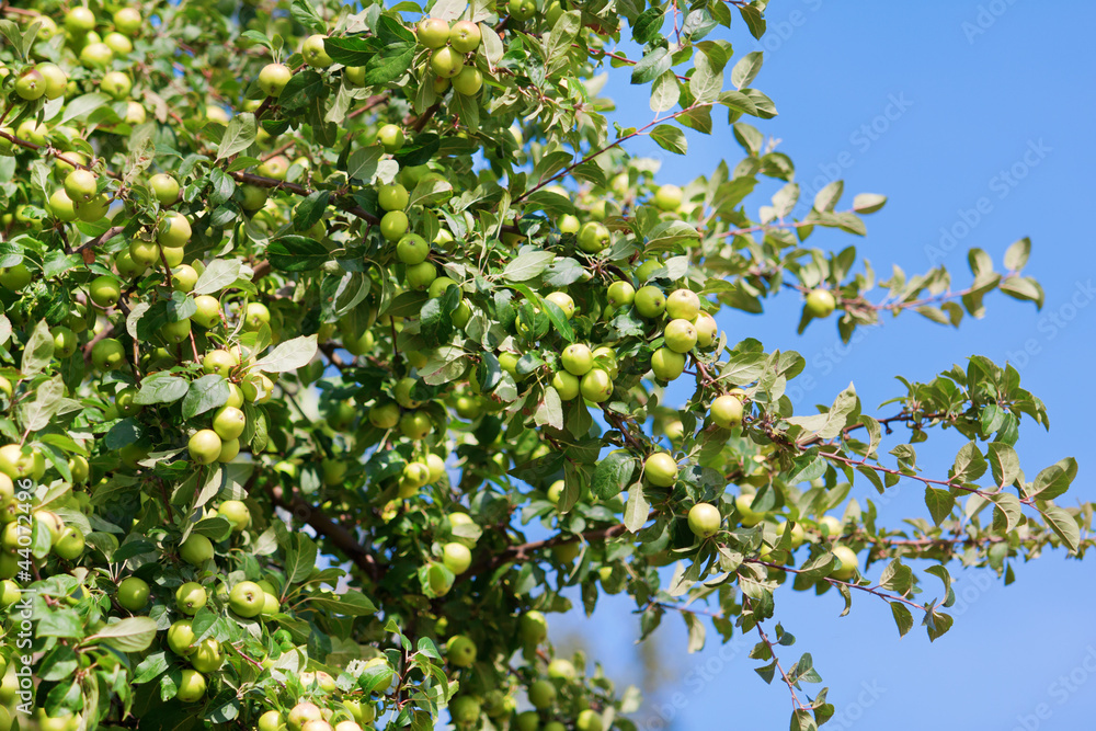 Tree with mature apples and blue sky Tree with mature apples and blue sky