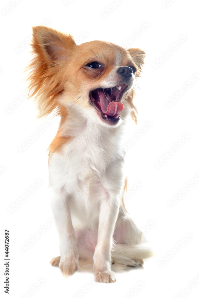 yawning chihuahua