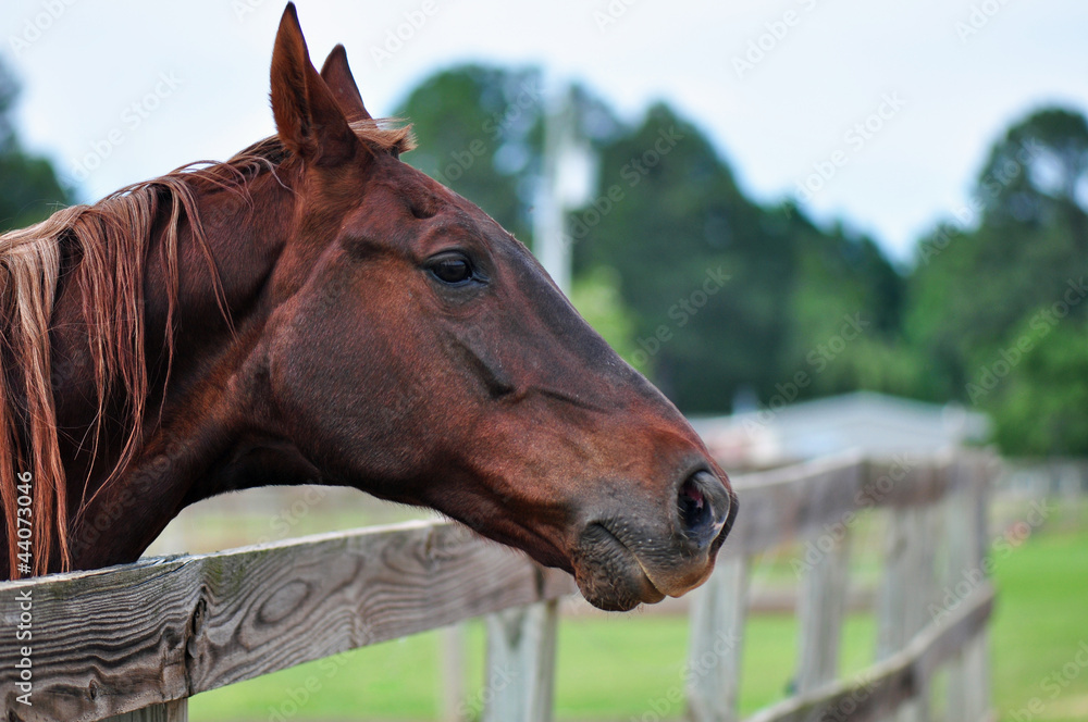 Fototapeta premium Horse