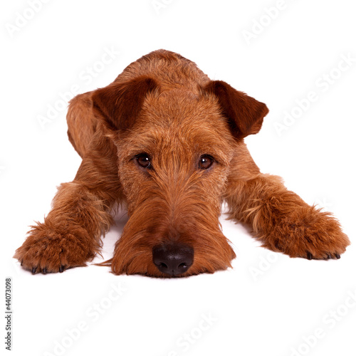 Valokuva Irish terrier