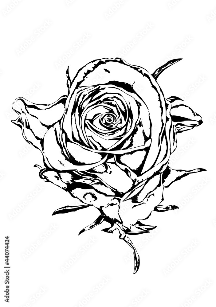 Fototapeta Rose flower drawing art illustration black