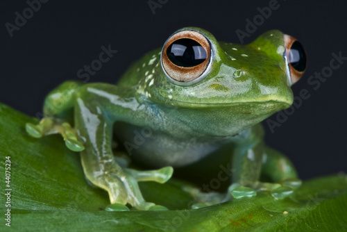 Emerald treefrog   Boophis luteus
