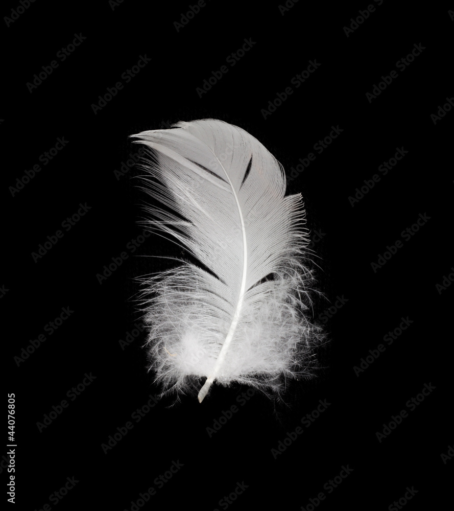 Obraz premium White feather isolated on white background