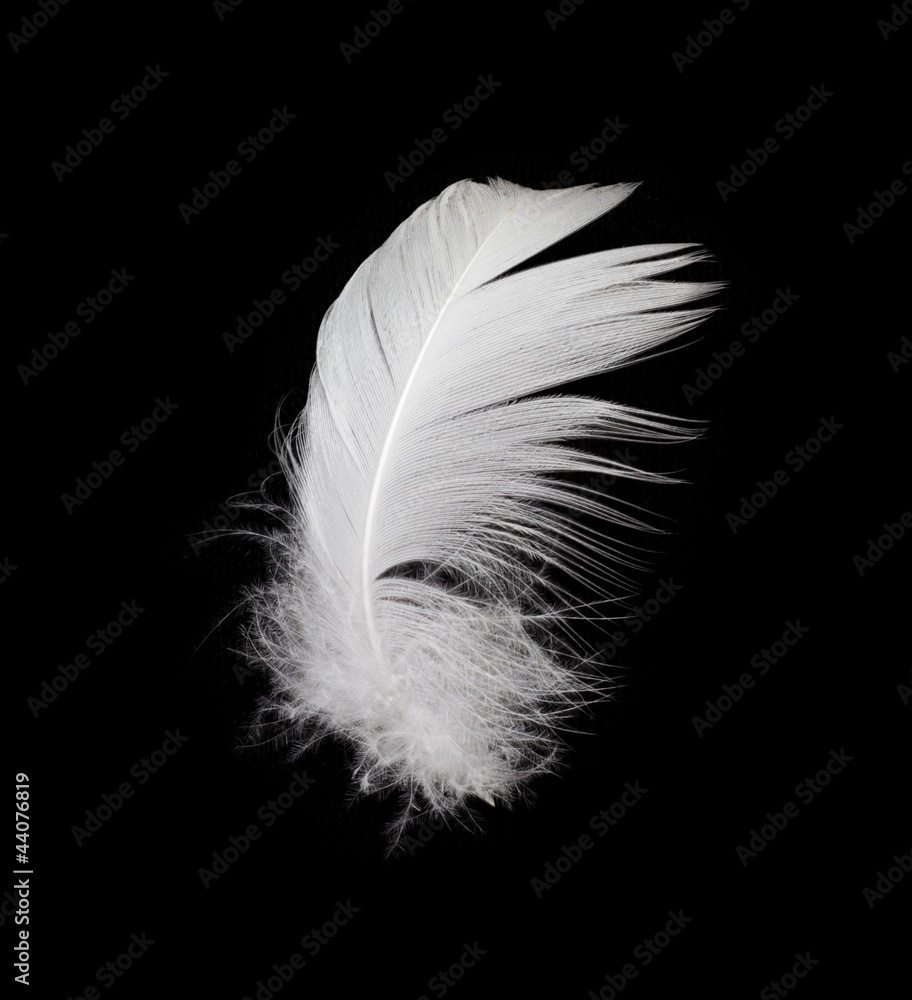 Obraz premium White feather isolated on white background