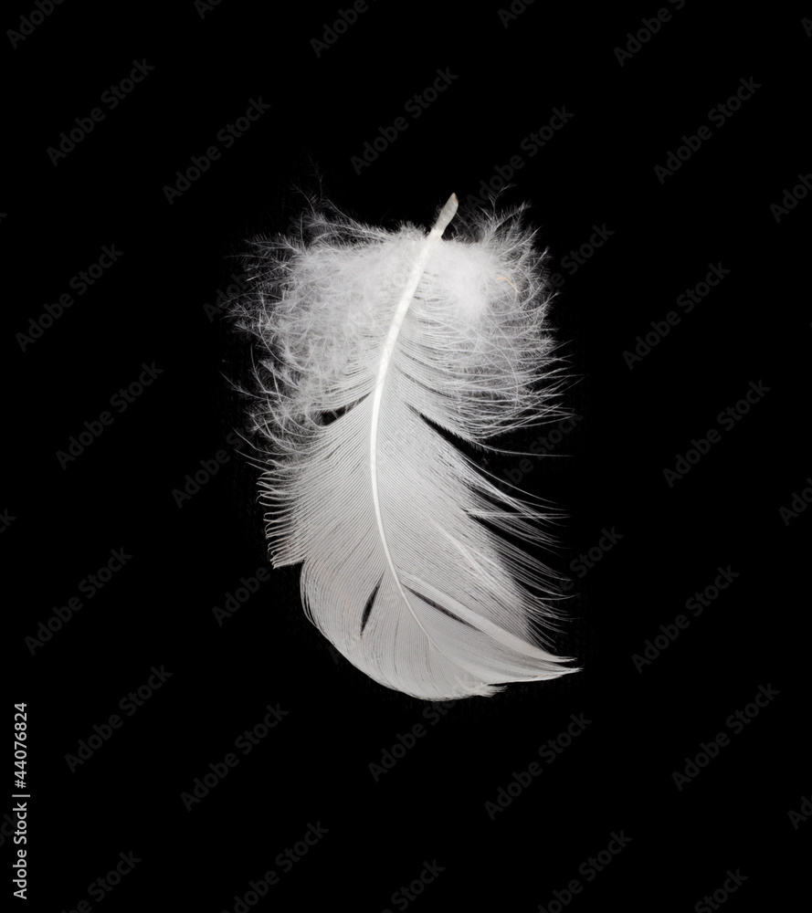 Obraz premium White feather isolated on white background