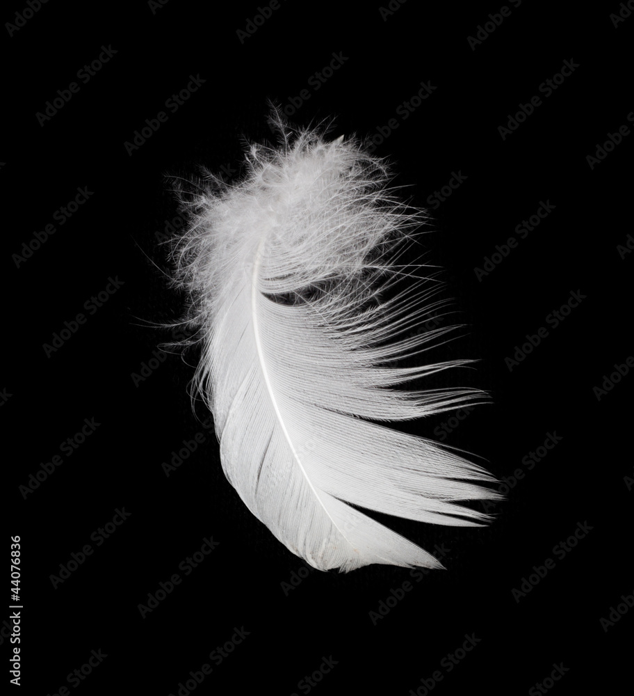 Obraz premium White feather isolated on white background